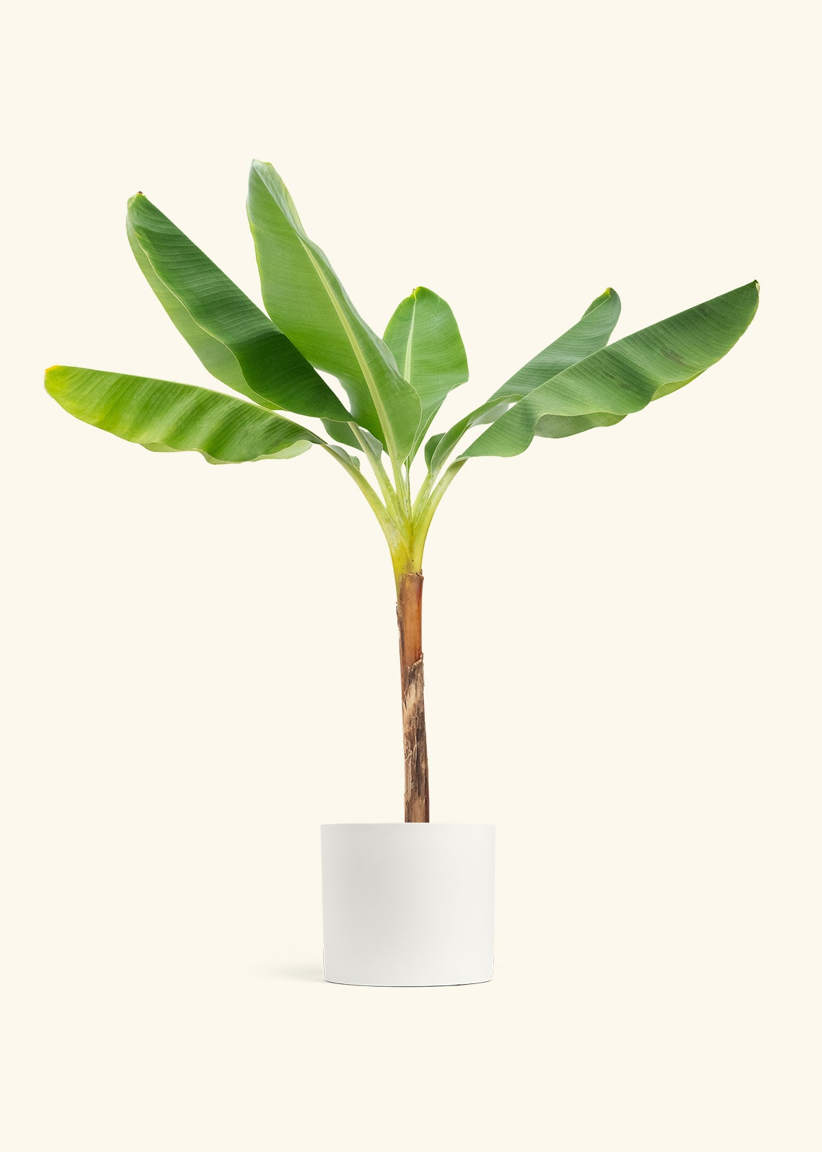 Banana Tree in a 10 inches White Classic Cylinder Planter 