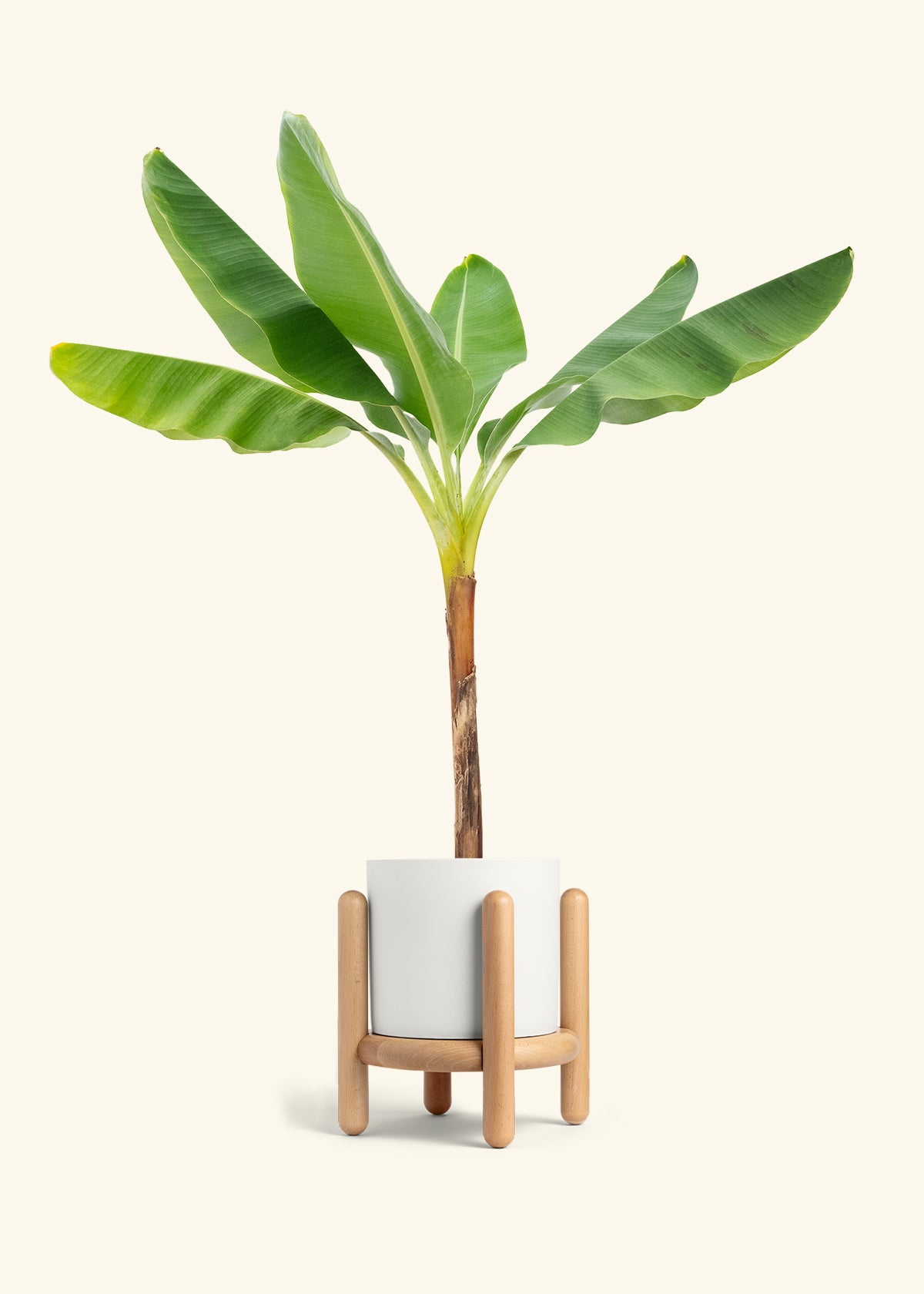 Banana Tree in a 10 inches White Classic Cylinder Planter in a Beech Wood Stand