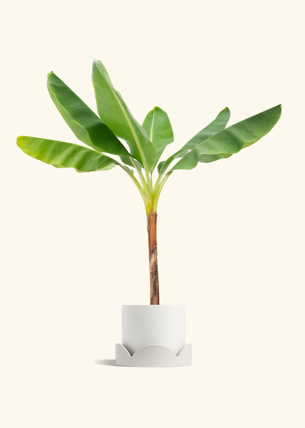 Banana Tree in a 10 inches White Classic Cylinder Planter in a Oat Petal Drip Tray