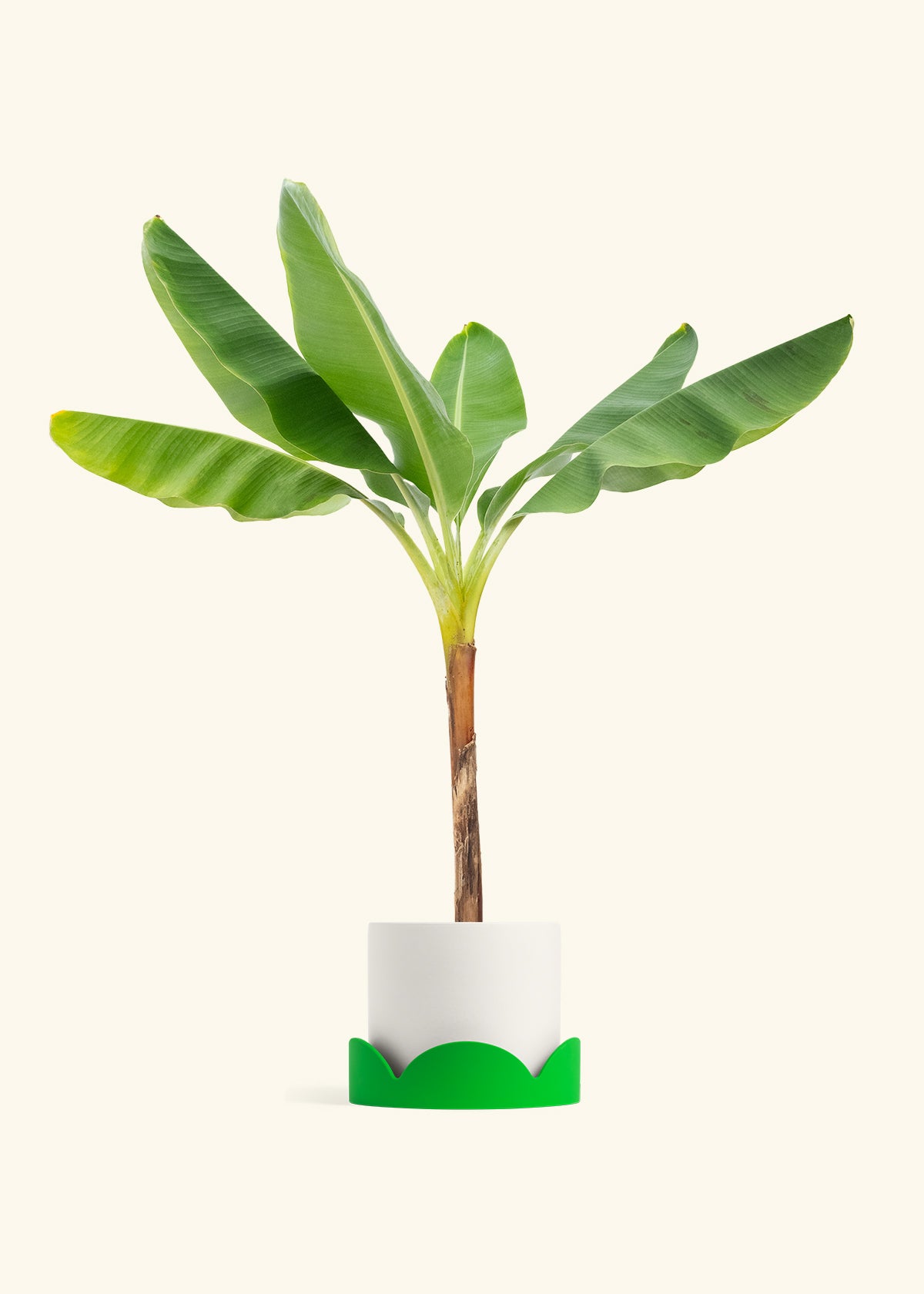 Banana Tree in a 10 inches White Classic Cylinder Planter in a Shamrock Petal Drip Tray