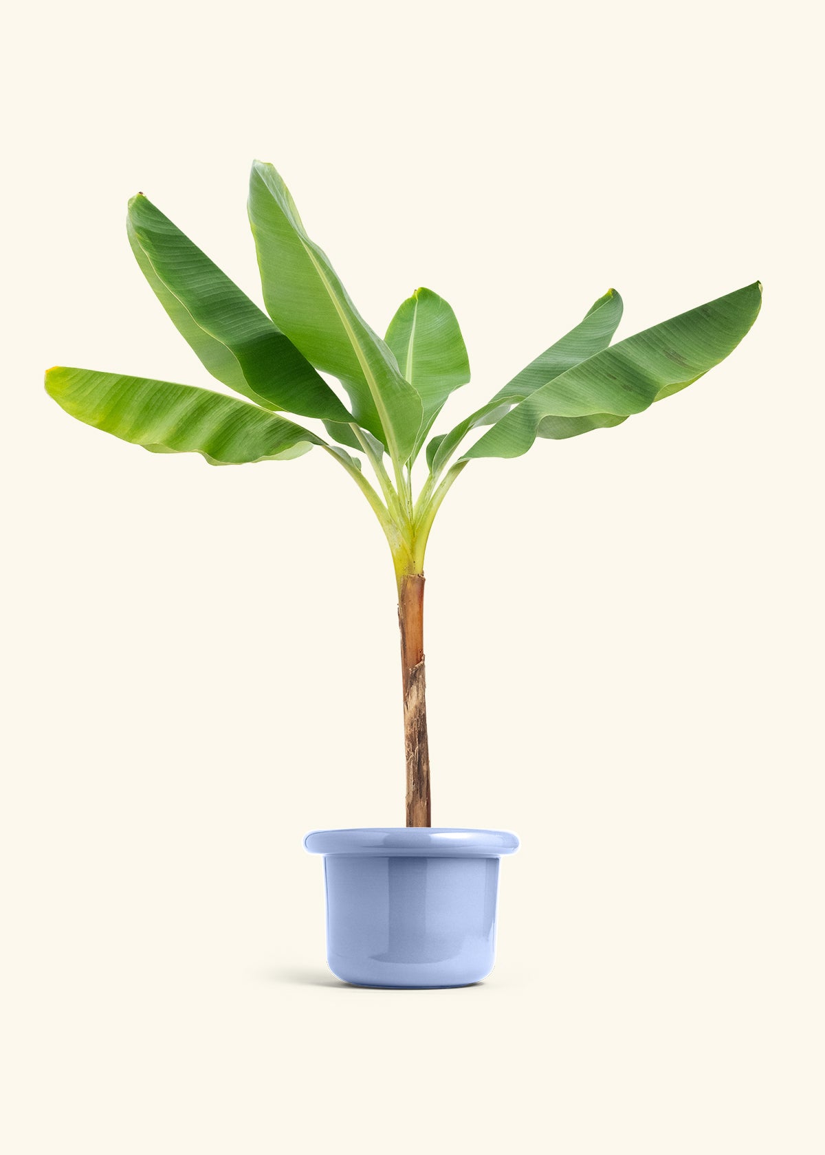 Banana Tree in a 10 inches Fat Lip Blue Planter 
