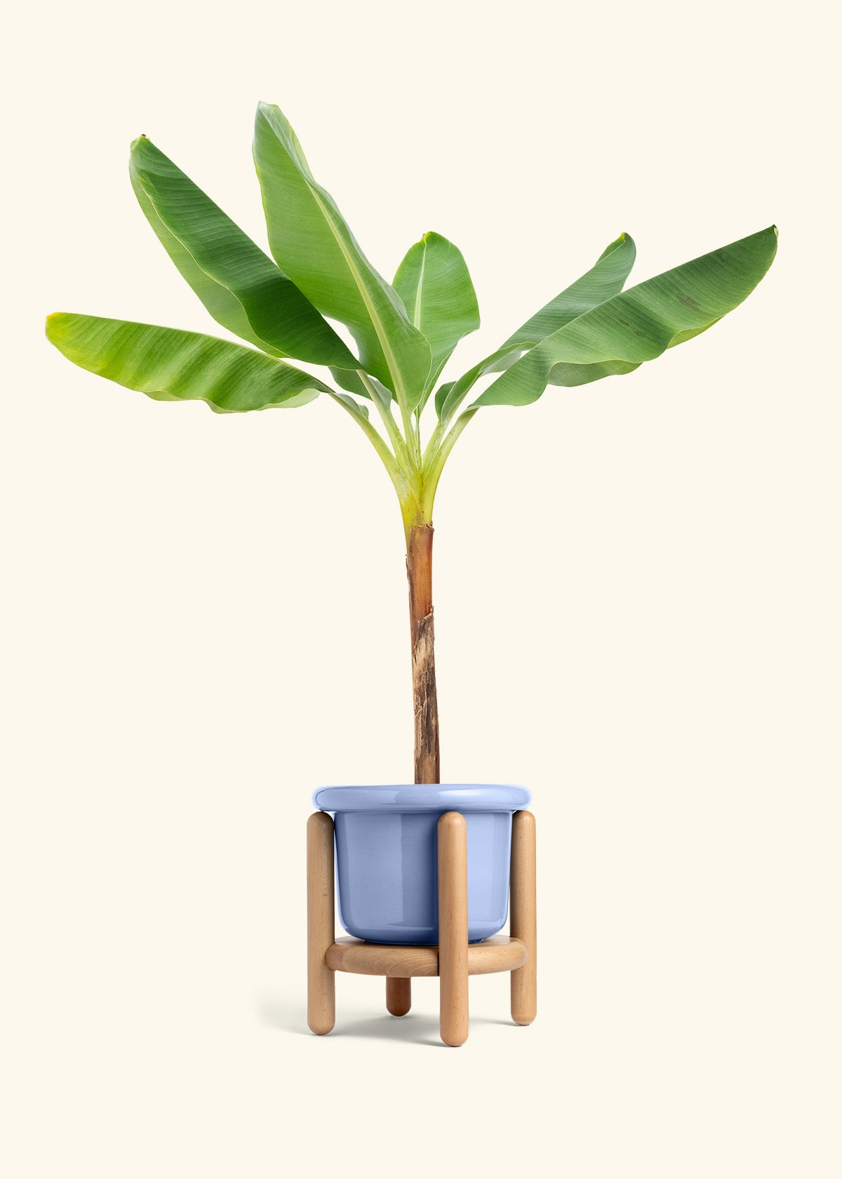 Banana Tree in a 10 inches Fat Lip Blue Planter in a Beech Wood Stand