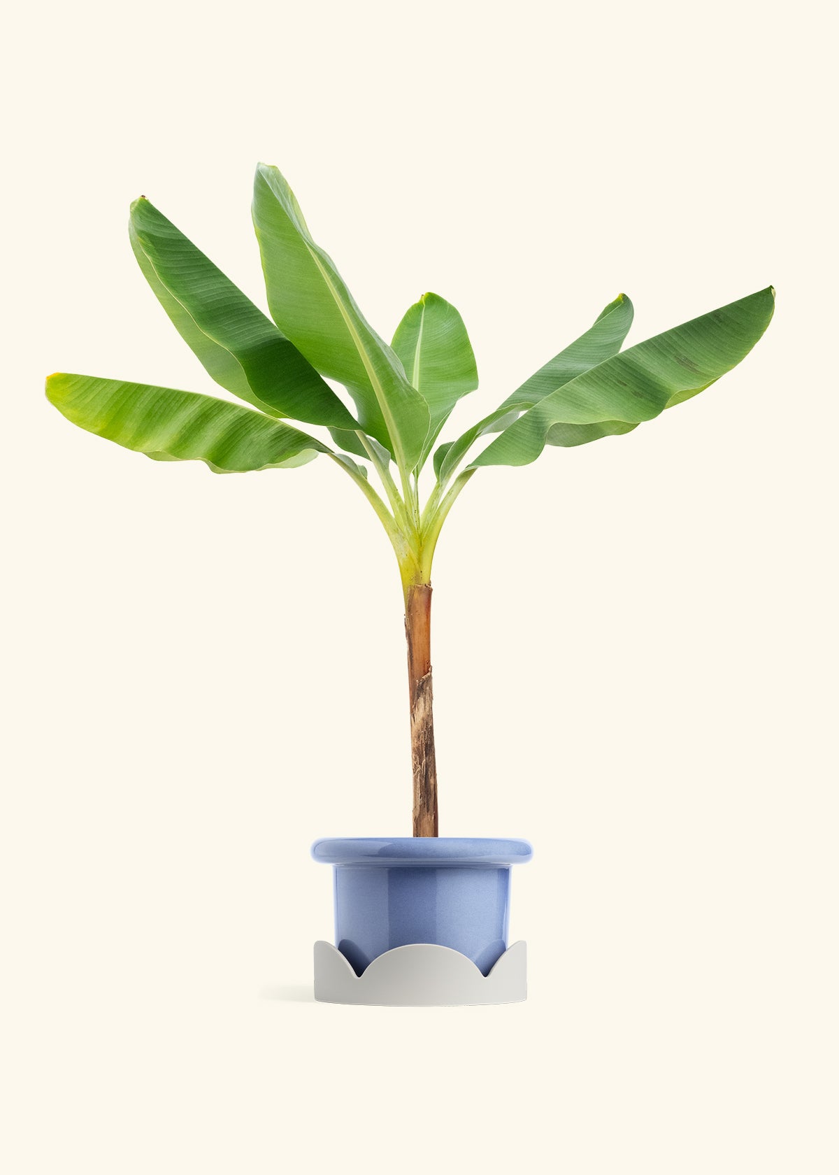 Banana Tree in a 10 inches Fat Lip Blue Planter in a Oat Petal Drip Tray