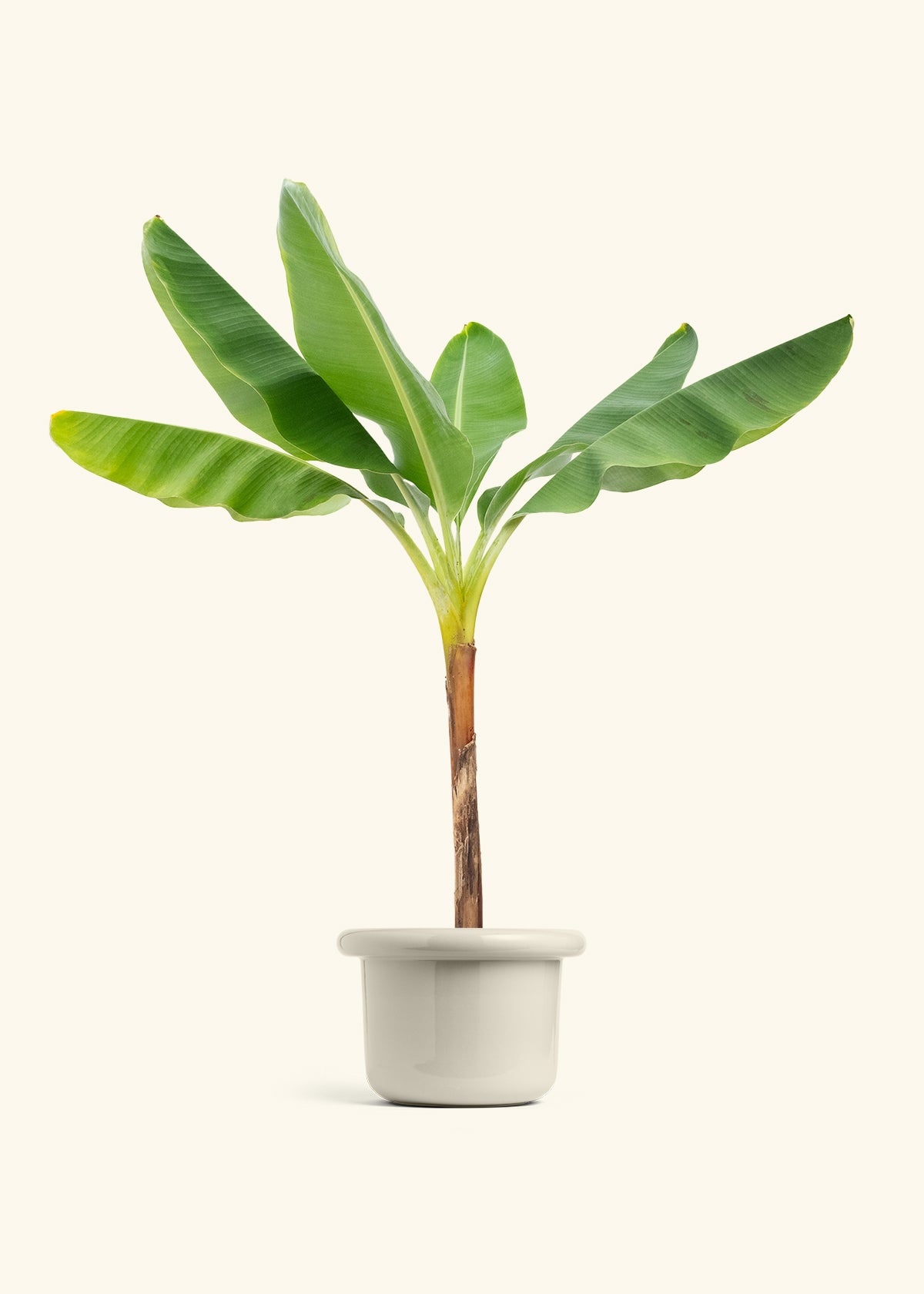 Banana Tree in a 10 inches Fat Lip Oat Planter 