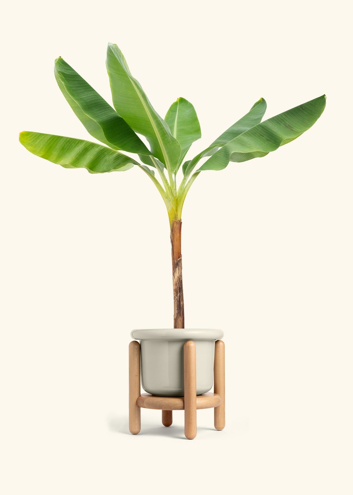 Banana Tree in a 10 inches Fat Lip Oat Planter in a Beech Wood Stand