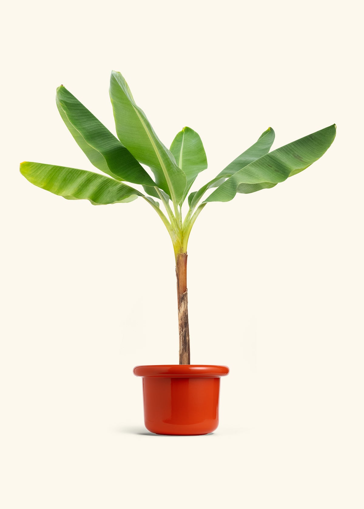 Banana Tree in a 10 inches Fat Lip Red Planter 