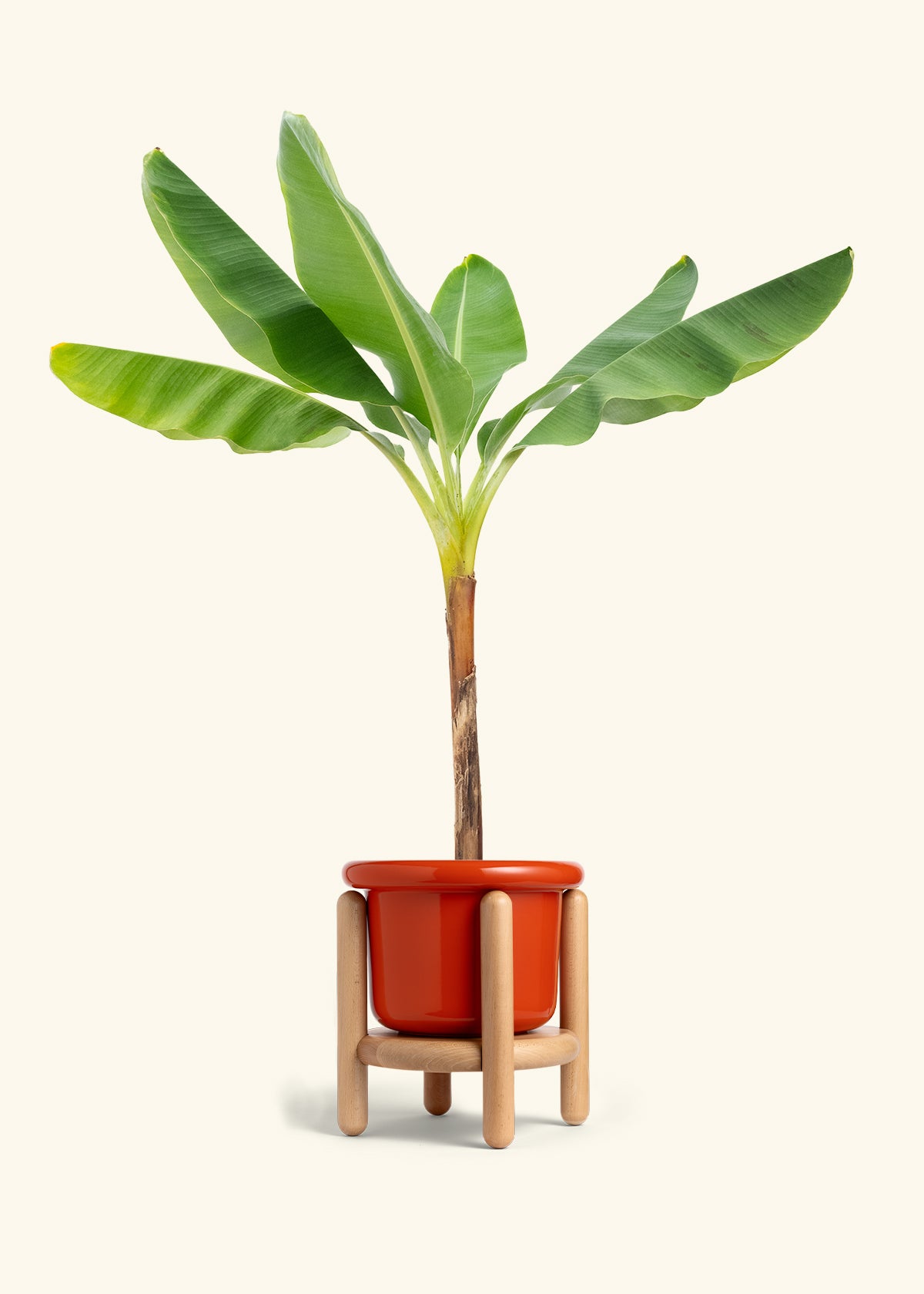 Banana Tree in a 10 inches Fat Lip Red Planter in a Beech Wood Stand
