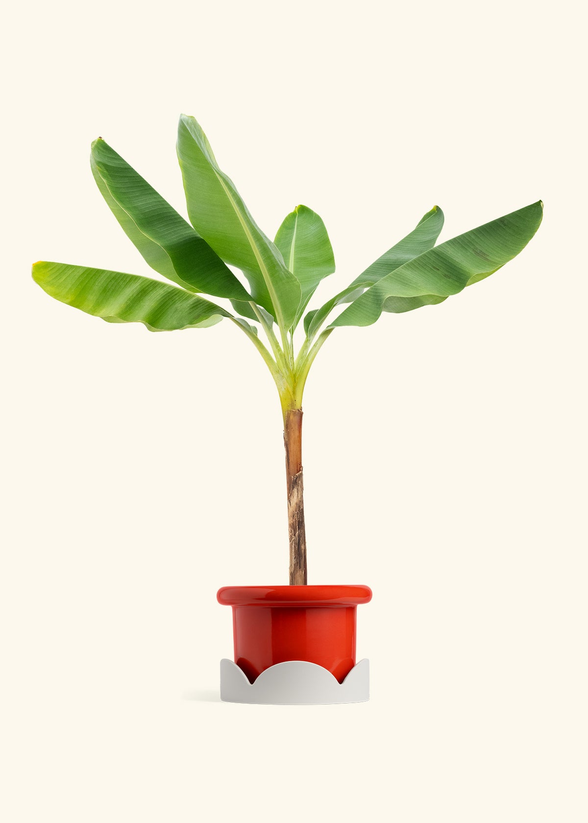 Banana Tree in a 10 inches Fat Lip Red Planter in a Oat Petal Drip Tray
