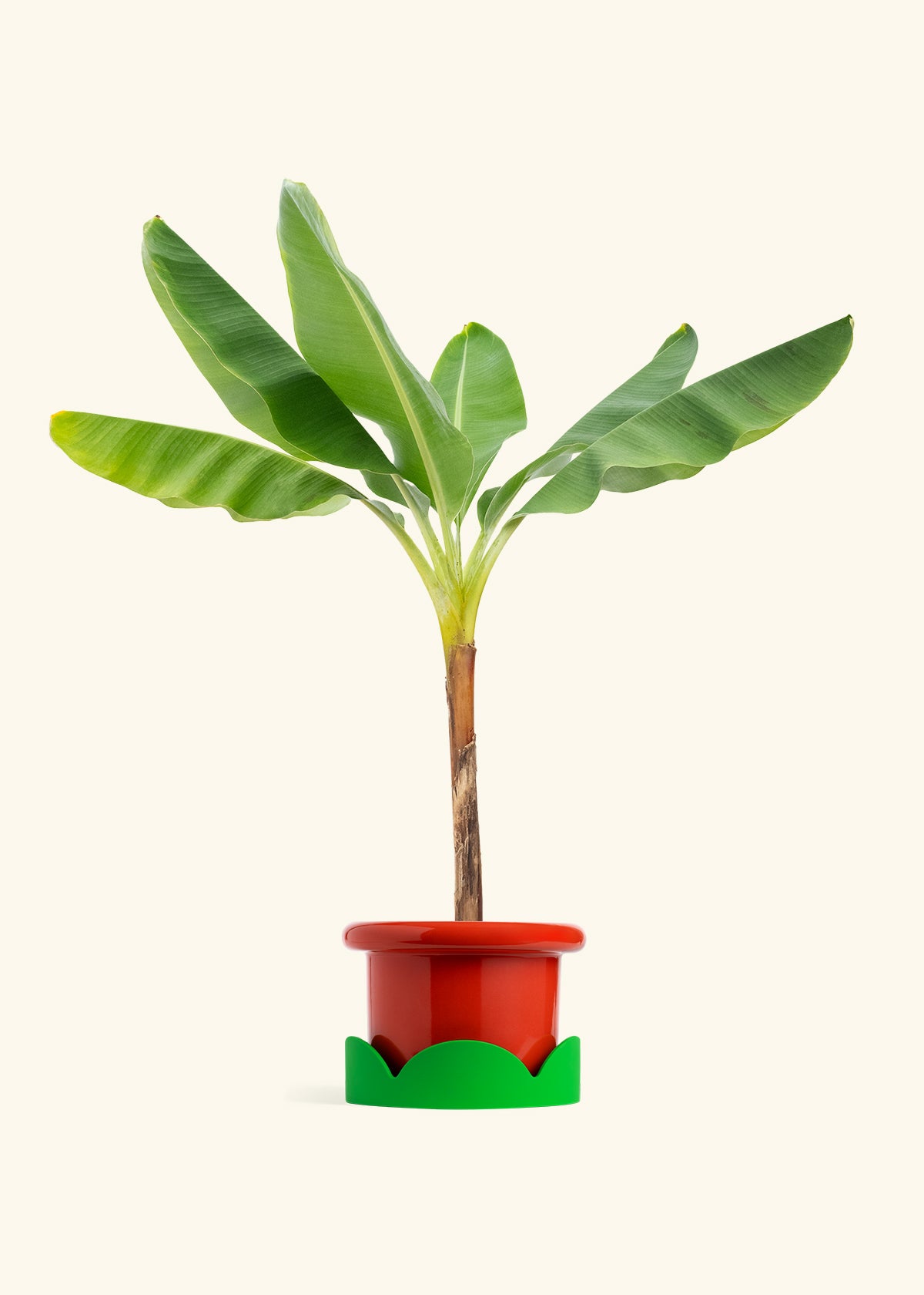Banana Tree in a 10 inches Fat Lip Red Planter in a Shamrock Petal Drip Tray