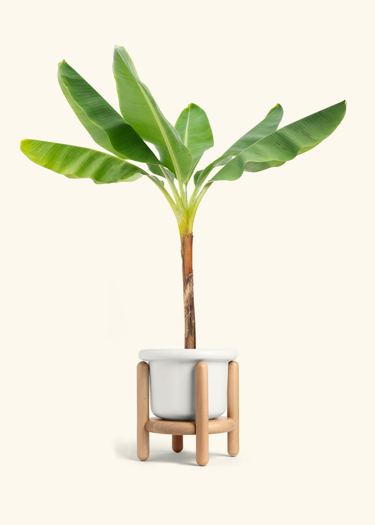 Banana Tree in a 10 inches Fat Lip White Planter in a Beech Wood Stand