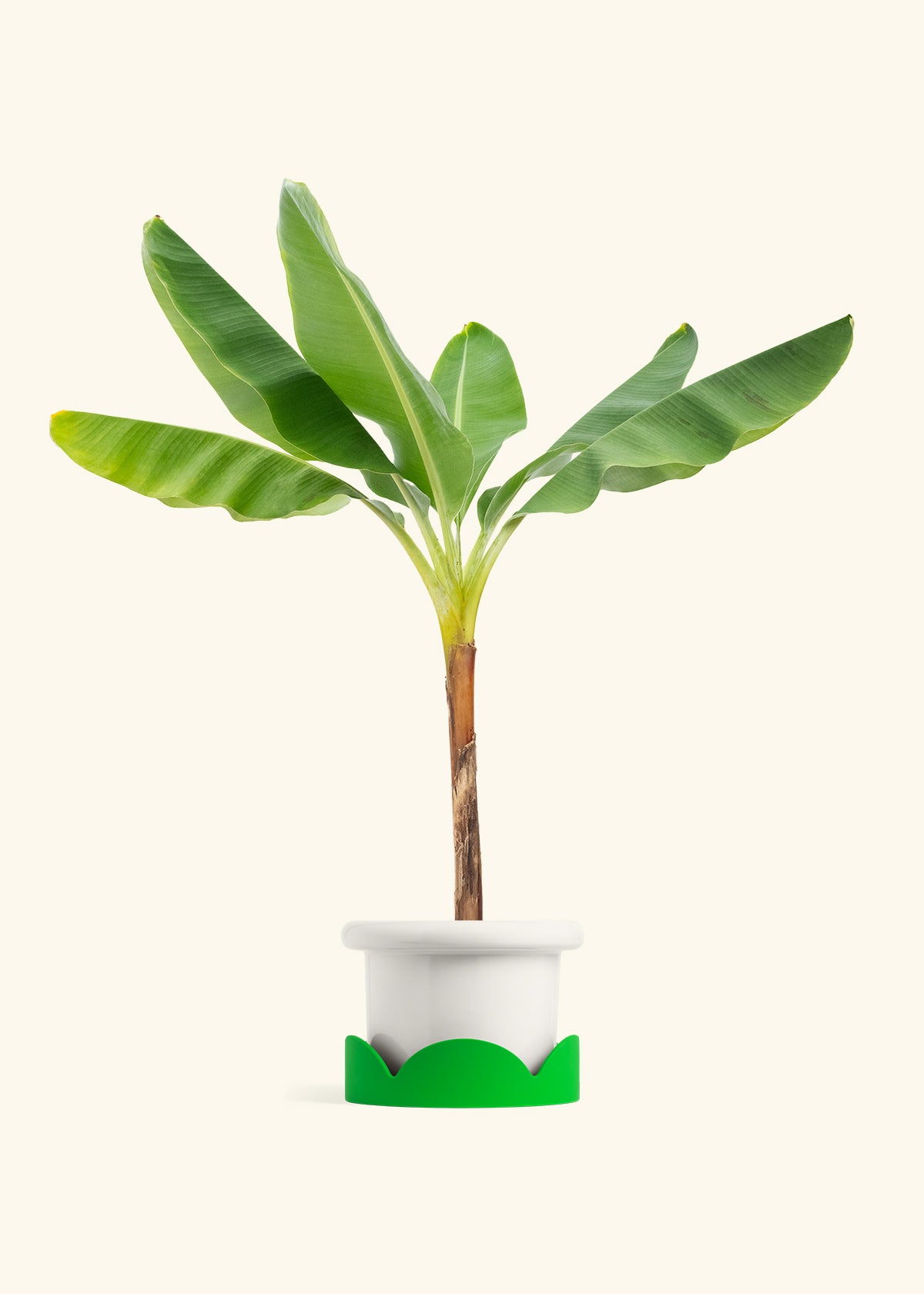 Banana Tree in a 10 inches Fat Lip White Planter in a Shamrock Petal Drip Tray