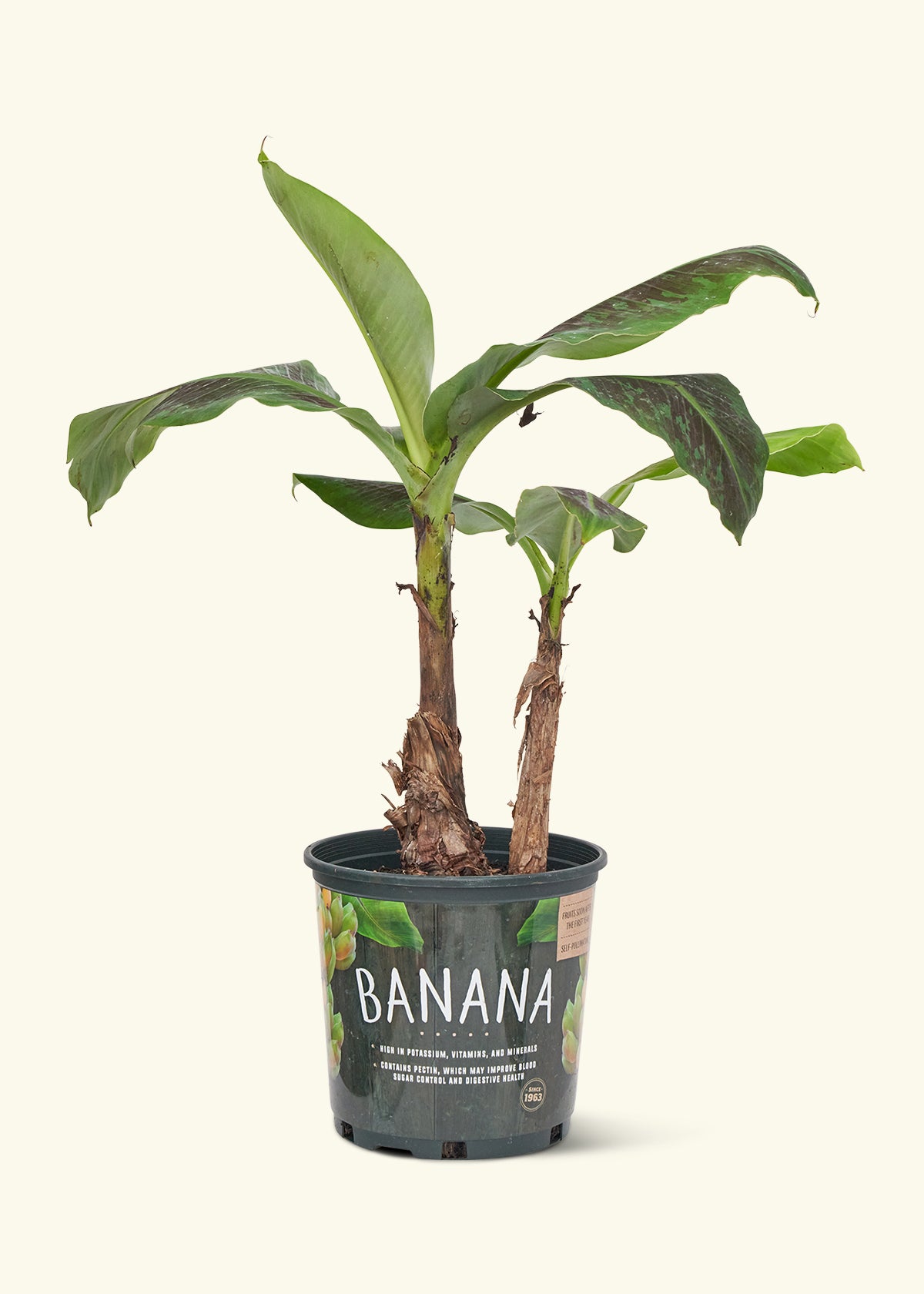 Banana Tree