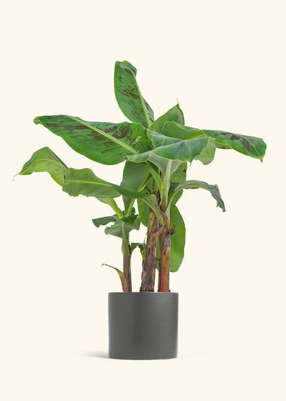 Medium Banana Tree in a 7 inches Oat Classic Cylinder Planter in a Oat Petal Drip Tray