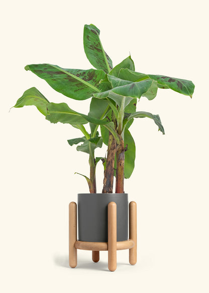Medium Banana Tree in a 7 inches Oat Classic Cylinder Planter in a Beech Wood Stand