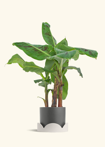 Medium Banana Tree in a 7 inches Pink Classic Cylinder Planter 