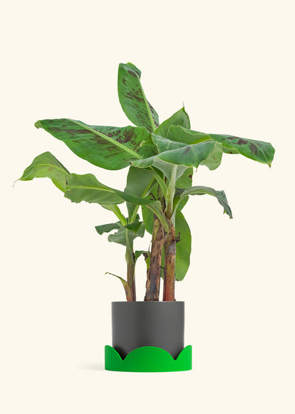 Medium Banana Tree in a 7 inches Pink Classic Cylinder Planter in a Shamrock Petal Drip Tray