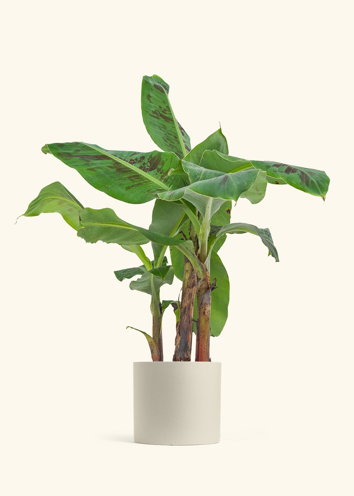 Medium Banana Tree in a 7 inches Pink Classic Cylinder Planter in a Oat Petal Drip Tray