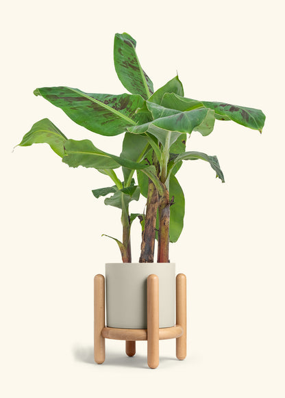 Medium Banana Tree in a 7 inches Pink Classic Cylinder Planter in a Beech Wood Stand