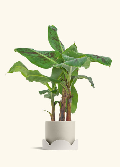 Medium Banana Tree in a 7 inches Charcoal Classic Cylinder Planter 