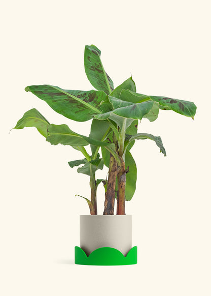 Medium Banana Tree in a 7 inches Charcoal Classic Cylinder Planter in a Shamrock Petal Drip Tray