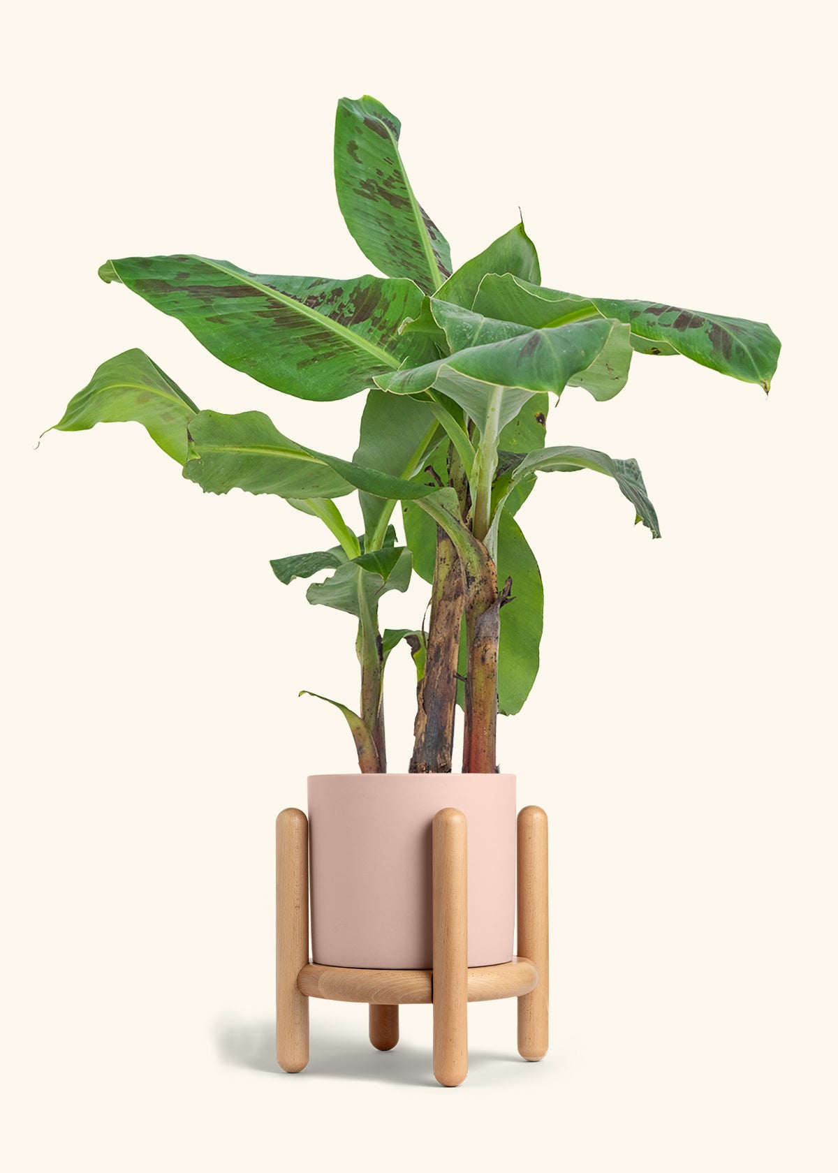 Medium Banana Tree in a 7 inches Charcoal Classic Cylinder Planter in a Beech Wood Stand