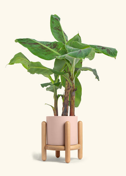 Medium Banana Tree in a 7 inches Charcoal Classic Cylinder Planter in a Beech Wood Stand