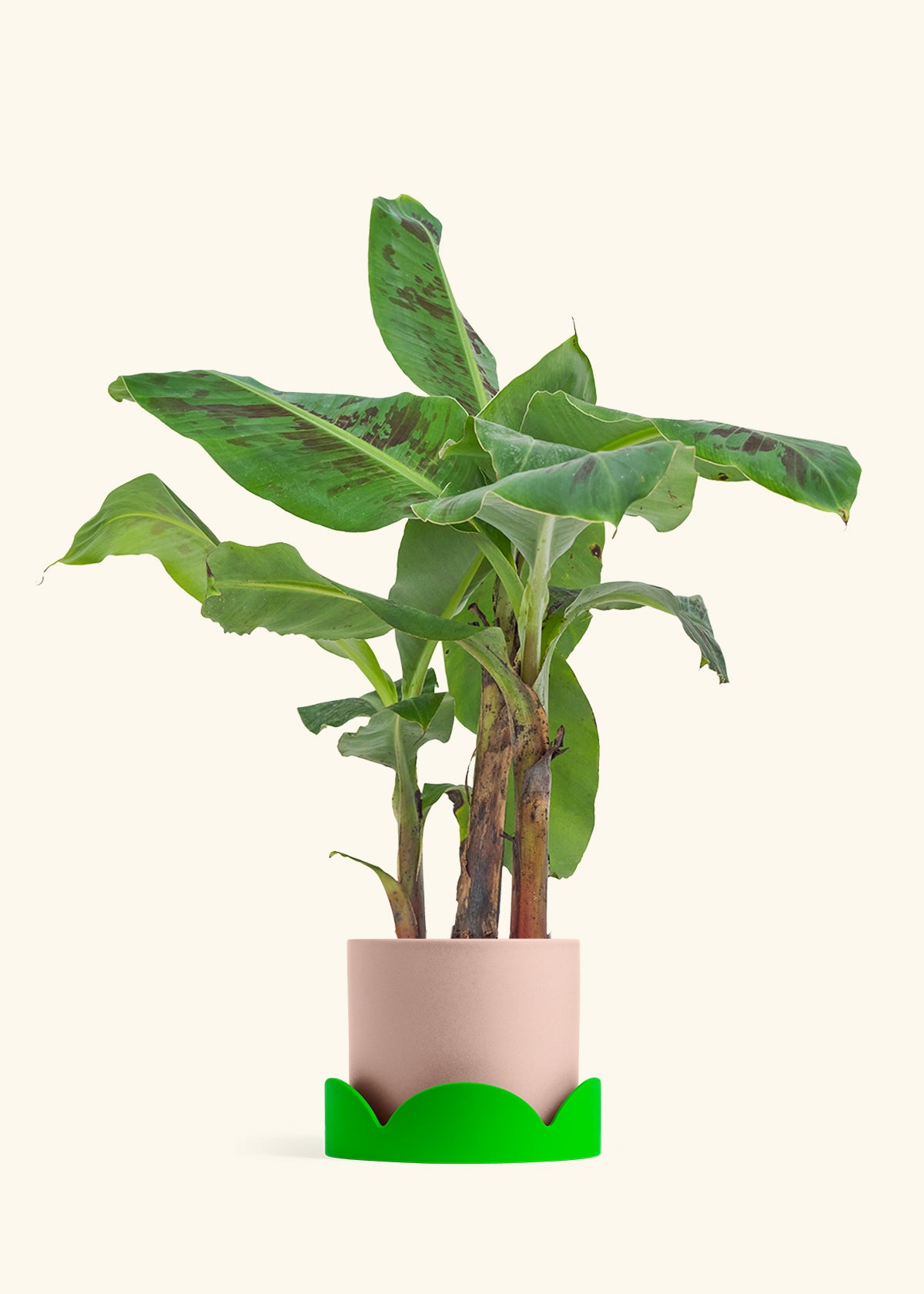 Medium Banana Tree in a 7 inches Oat Classic Cylinder Planter in a Shamrock Petal Drip Tray