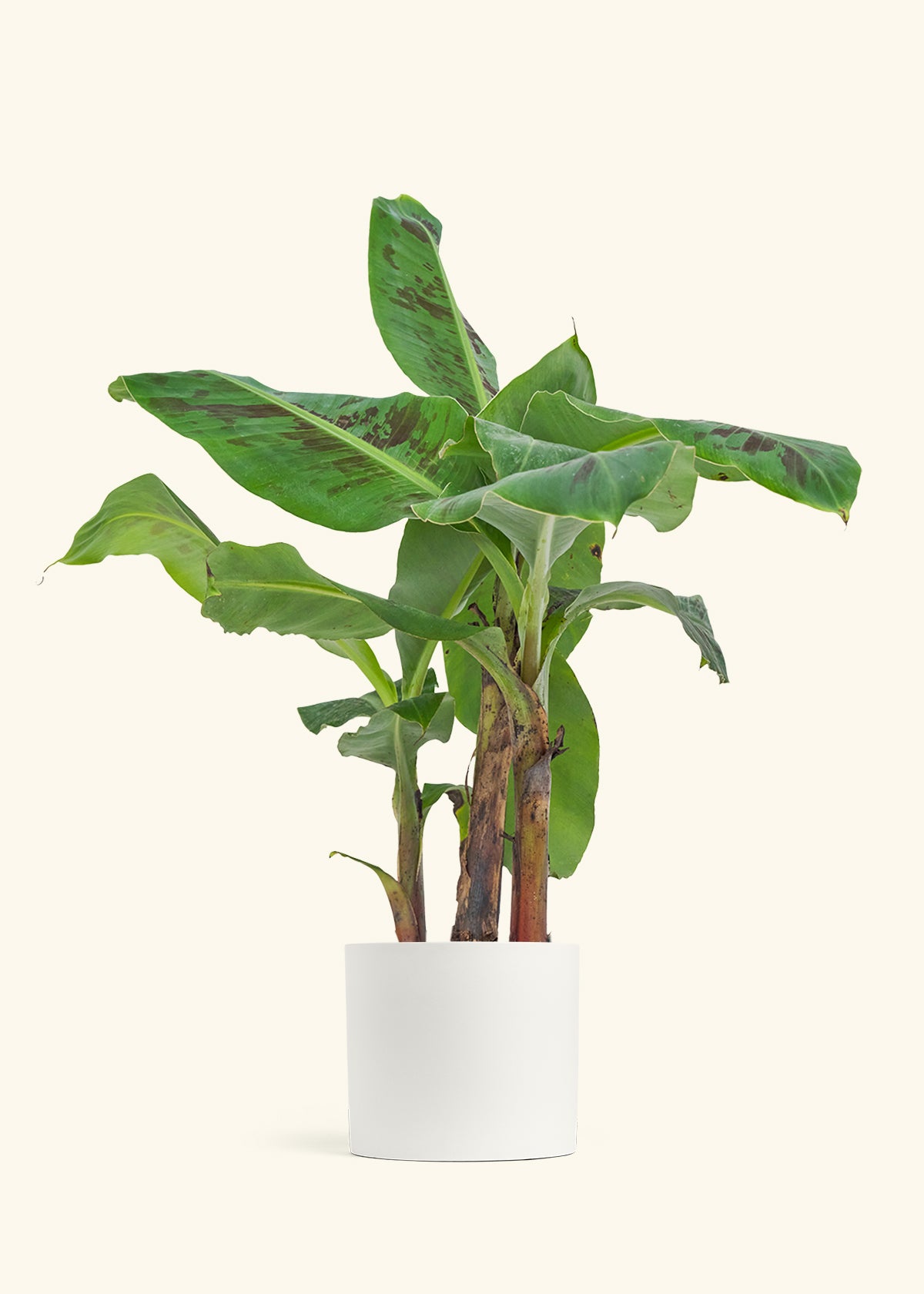 Medium Banana Tree in a 7 inches White Classic Cylinder Planter in a Beech Wood Stand