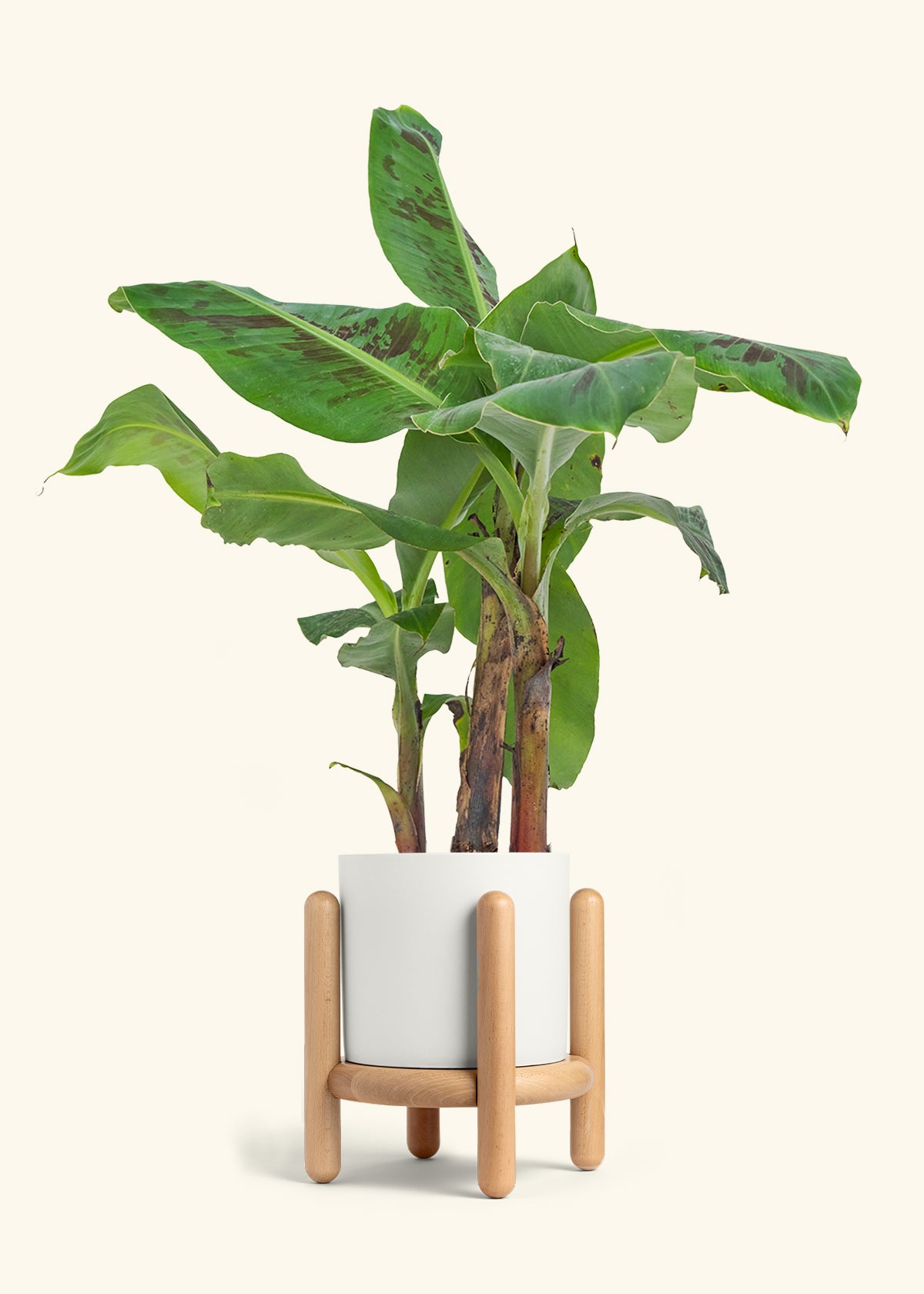 Medium Banana Tree in a 7 inches White Classic Cylinder Planter