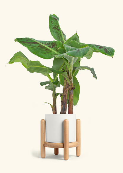 Medium Banana Tree in a 7 inches White Classic Cylinder Planter 