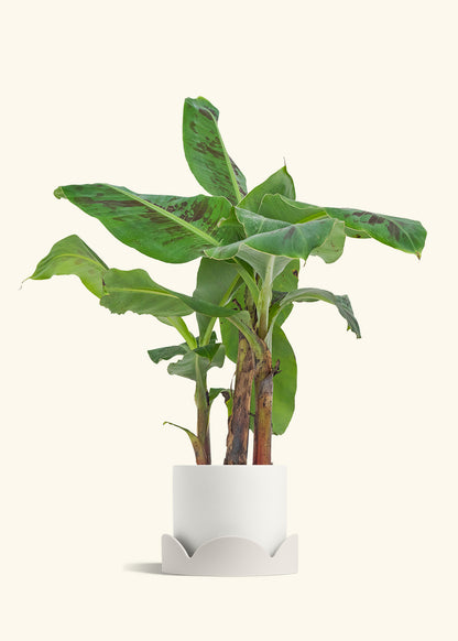 Medium Banana Tree in a 7 inches White Classic Cylinder Planter in a Shamrock Petal Drip Tray