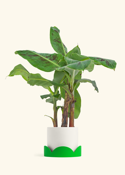 Medium Banana Tree in a 7 inches White Classic Cylinder Planter in a Oat Petal Drip Tray