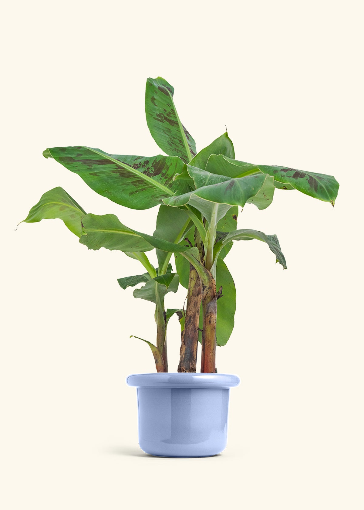 Medium Banana Tree in a 7 inches Fat Lip Red Planter in a Beech Wood Stand