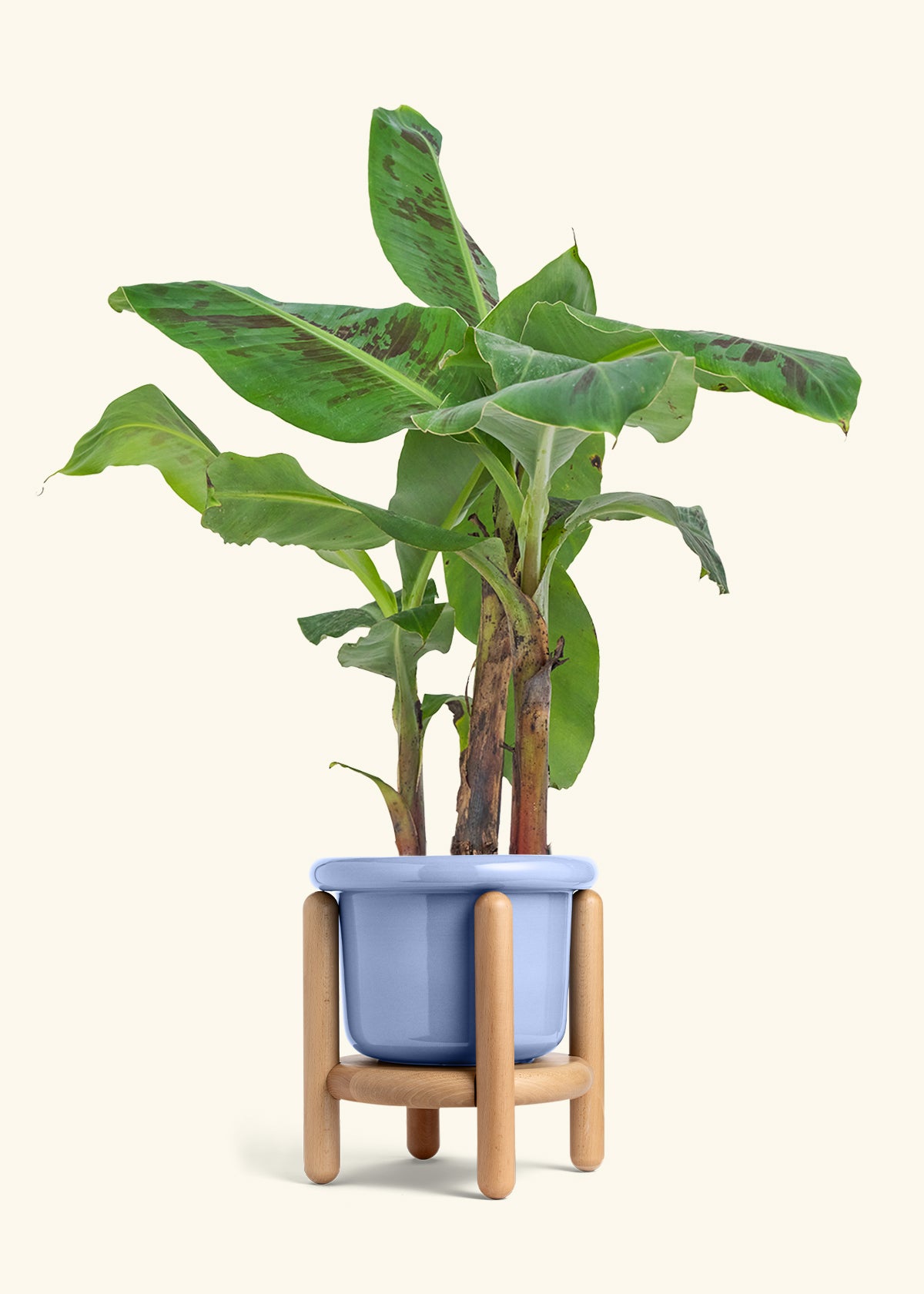 Medium Banana Tree in a 7 inches Fat Lip Oat Planter 