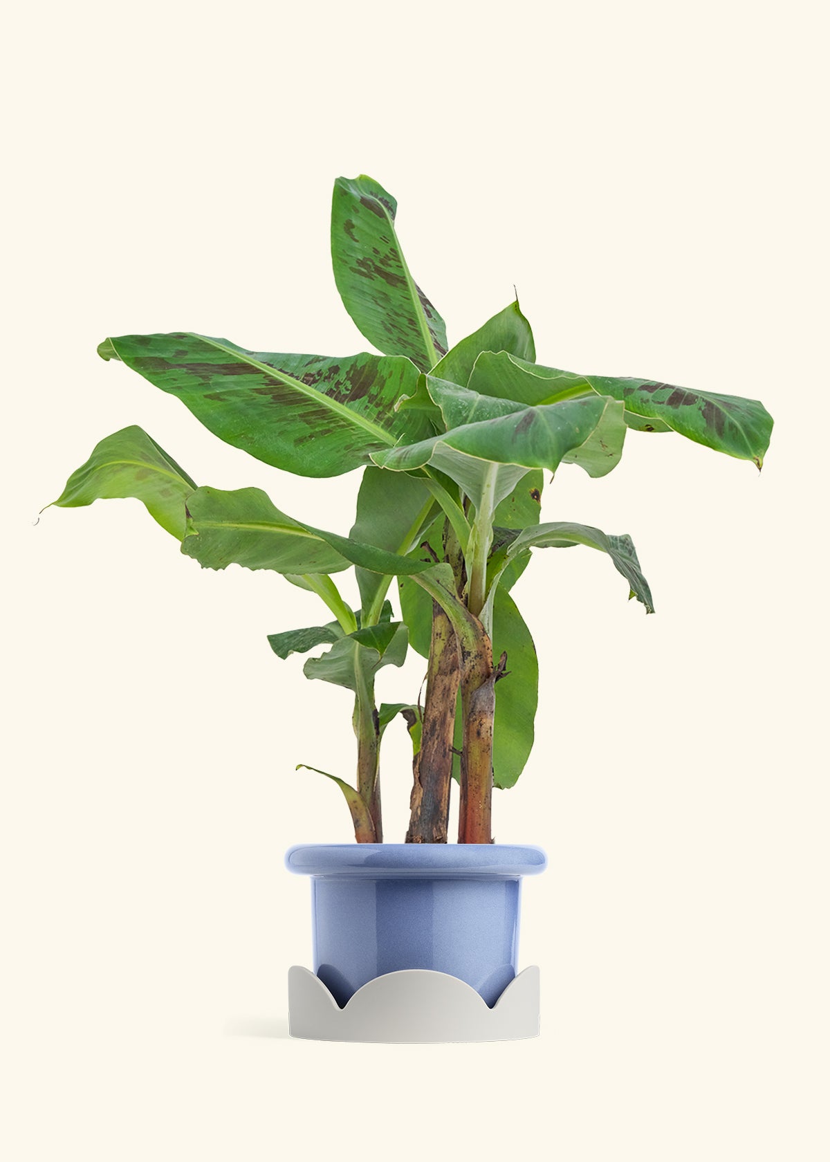 Medium Banana Tree in a 7 inches Fat Lip Oat Planter in a Shamrock Petal Drip Tray