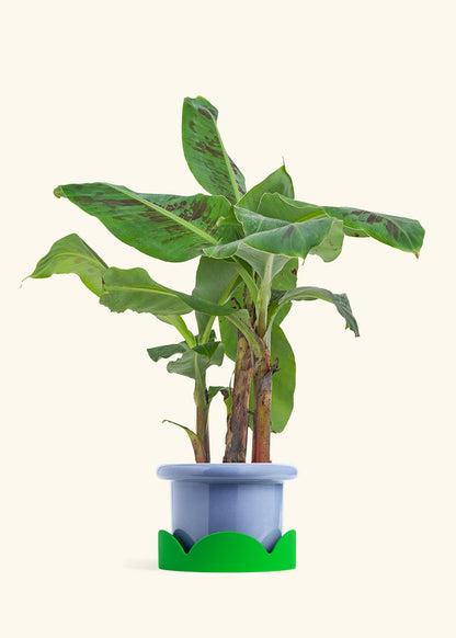 Medium Banana Tree in a 7 inches Fat Lip Oat Planter in a Oat Petal Drip Tray