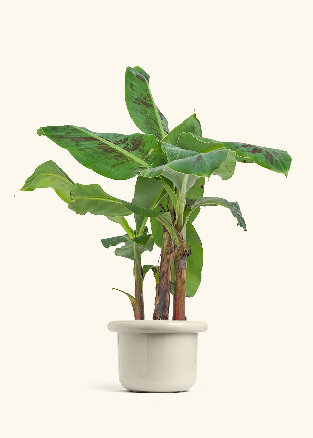Medium Banana Tree in a 7 inches Fat Lip Oat Planter in a Beech Wood Stand