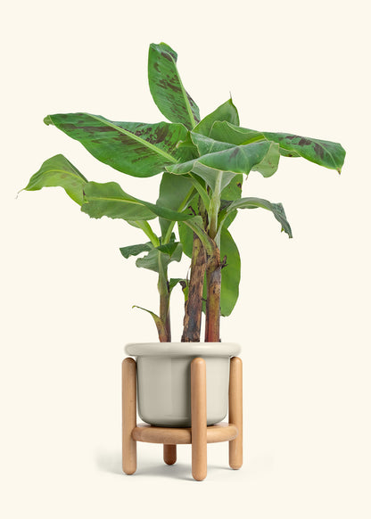Medium Banana Tree in a 7 inches Fat Lip White Planter 