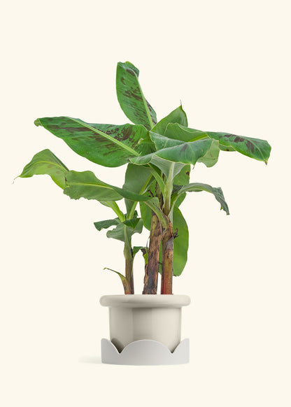 Medium Banana Tree in a 7 inches Fat Lip White Planter in a Shamrock Petal Drip Tray
