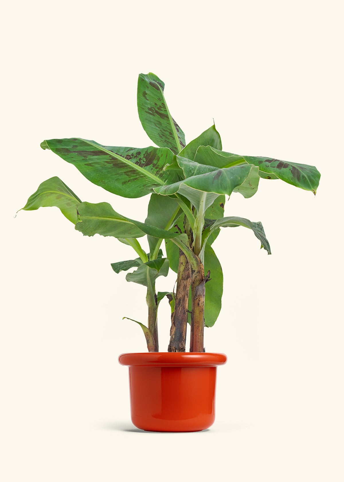 Medium Banana Tree in a 7 inches Fat Lip White Planter in a Beech Wood Stand
