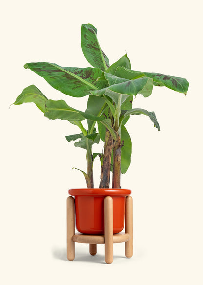 Medium Banana Tree in a 7 inches Fat Lip Blue Planter 