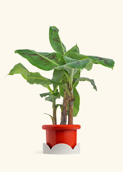 Medium Banana Tree in a 7 inches Fat Lip Blue Planter in a Shamrock Petal Drip Tray