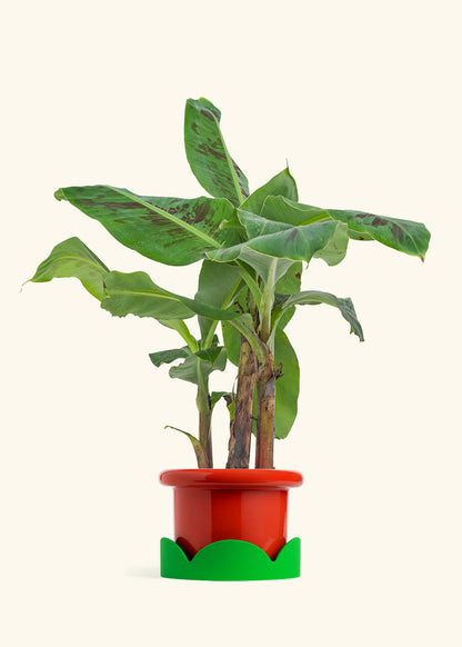 Medium Banana Tree in a 7 inches Fat Lip Blue Planter in a Oat Petal Drip Tray