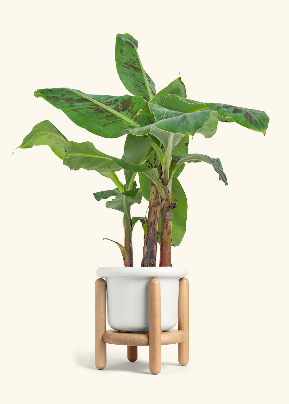 Medium Banana Tree in a 7 inches Fat Lip Red Planter 