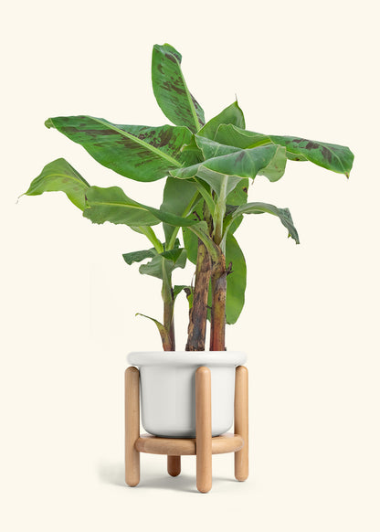 Medium Banana Tree in a 7 inches Fat Lip Red Planter 