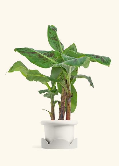Medium Banana Tree in a 7 inches Fat Lip Red Planter in a Shamrock Petal Drip Tray