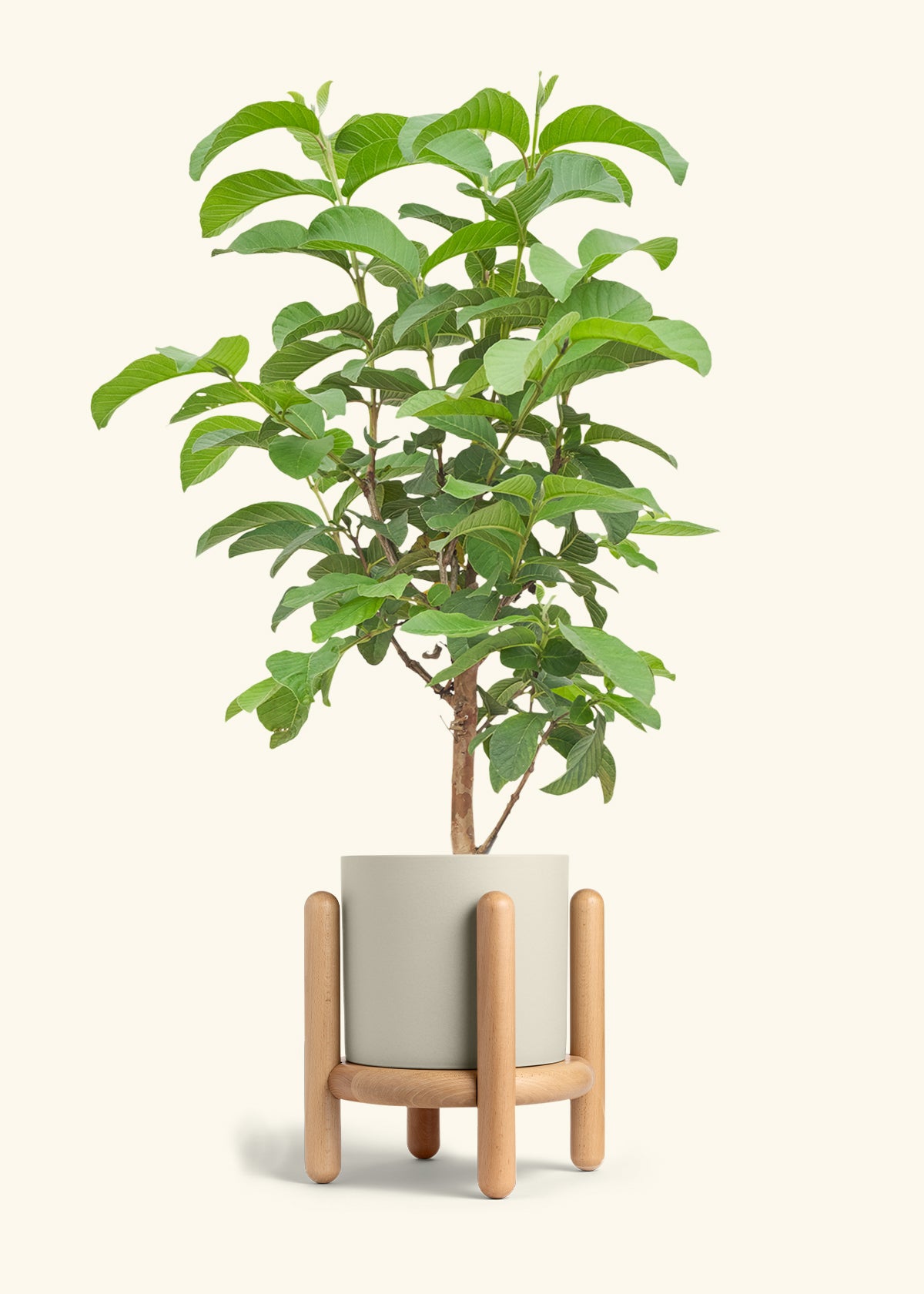 Guava Tree in a 7 inches Oat Classic Cylinder Planter in a Beech Wood Stand
