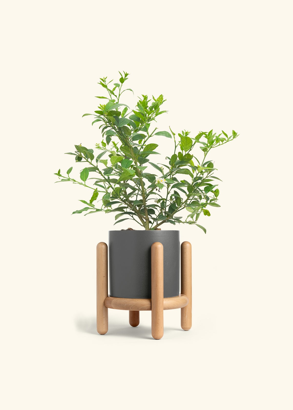 Key Lime Tree in a 7 inches Oat Classic Cylinder Planter in a Beech Wood Stand