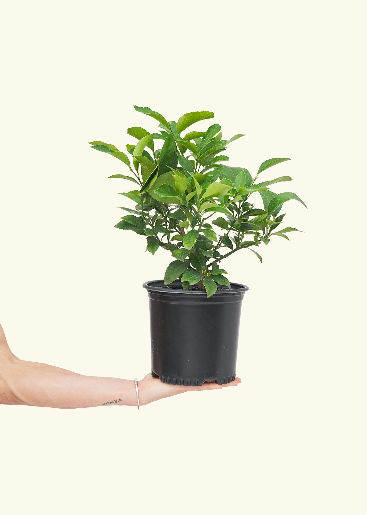 Meyer Lemon Bush