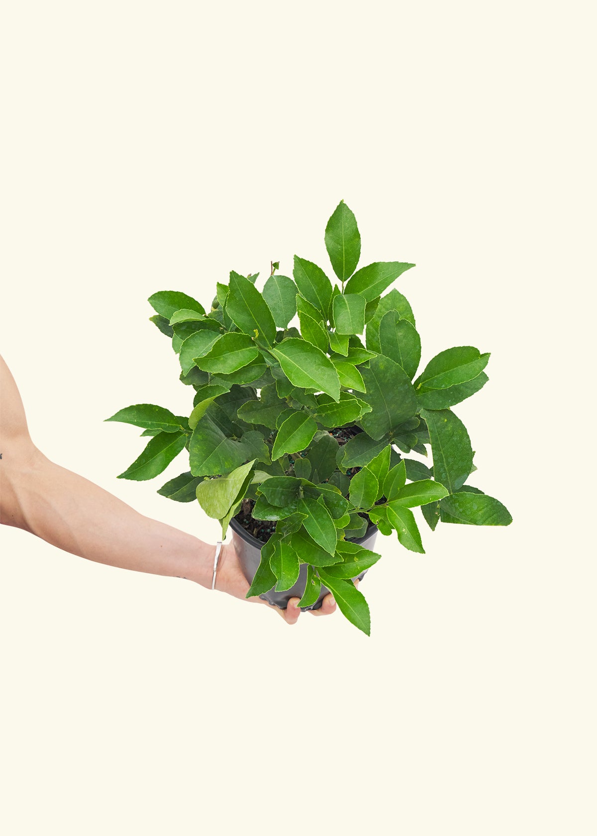 Meyer Lemon Bush